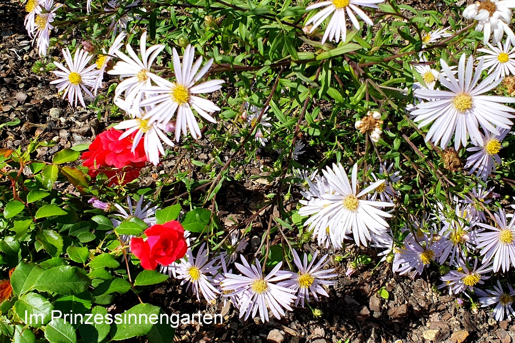 Im Prinzessinnengarten