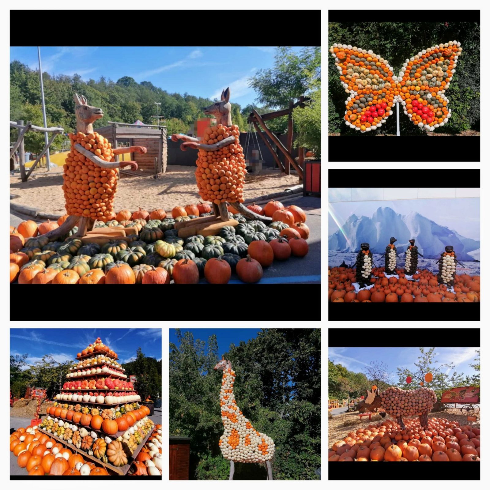 20230921_155110-COLLAGE