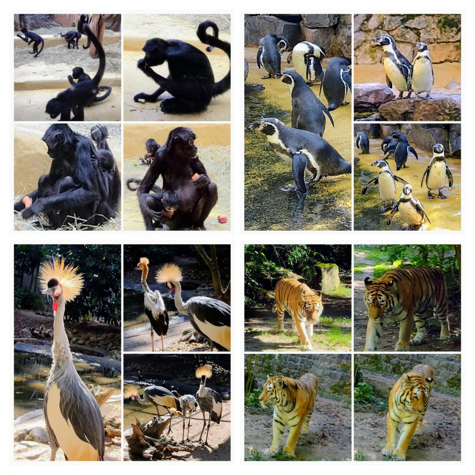 20230927_132652-COLLAGE