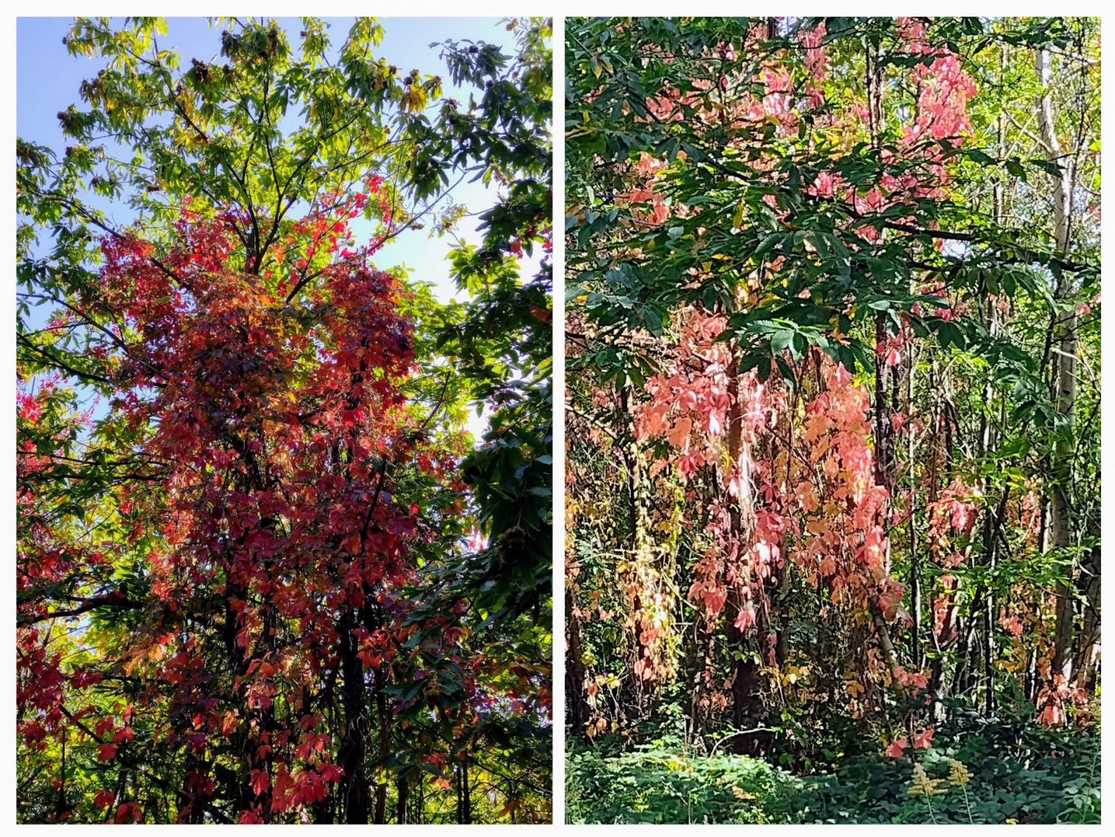 20231011_193024-COLLAGE