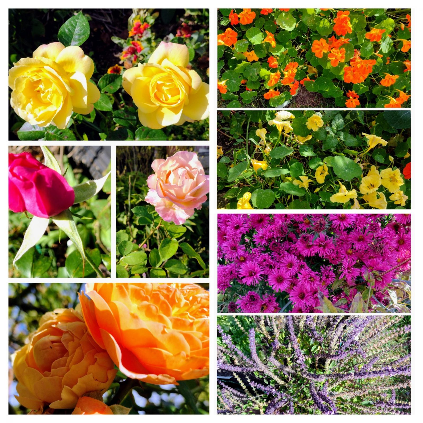 20231014_130411-COLLAGE