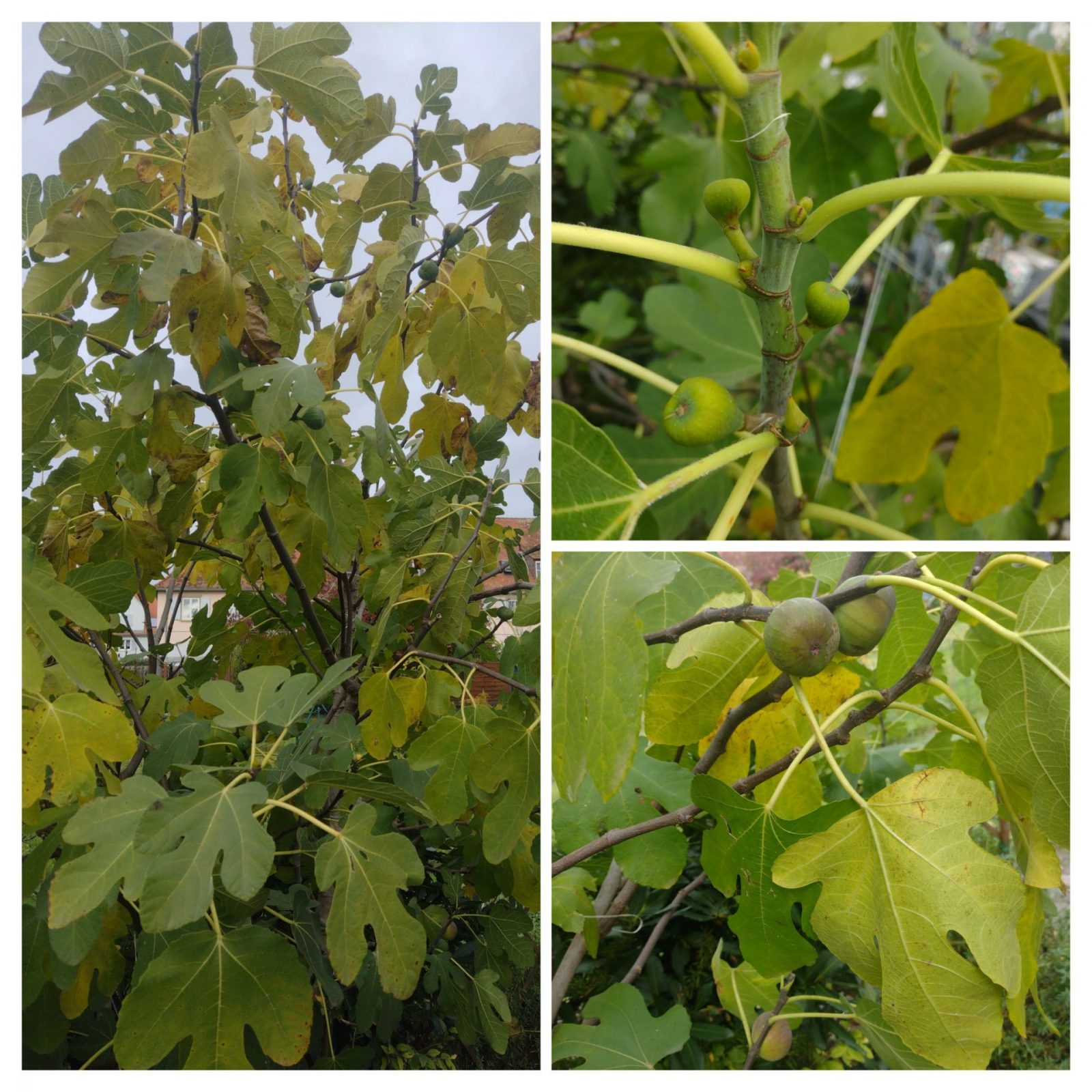 20231107_172058-COLLAGE