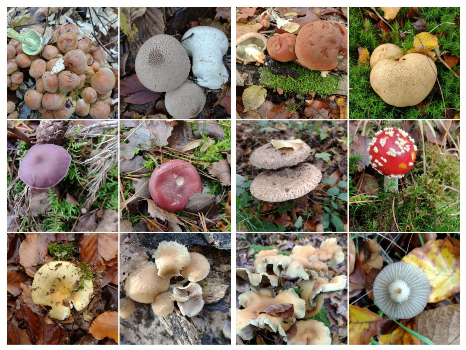 20231108_154814-COLLAGE