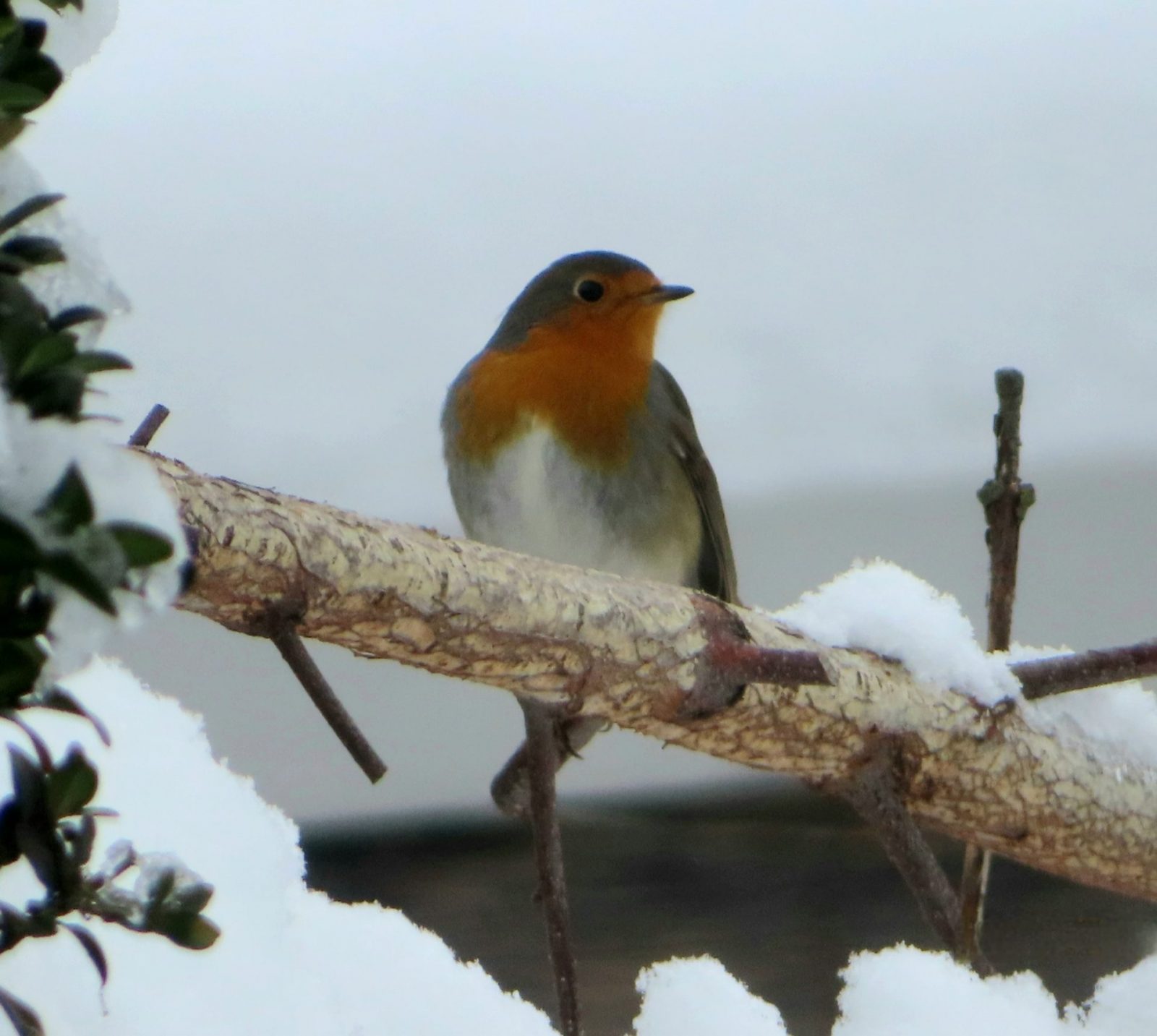 20231203115806_IMG_5024