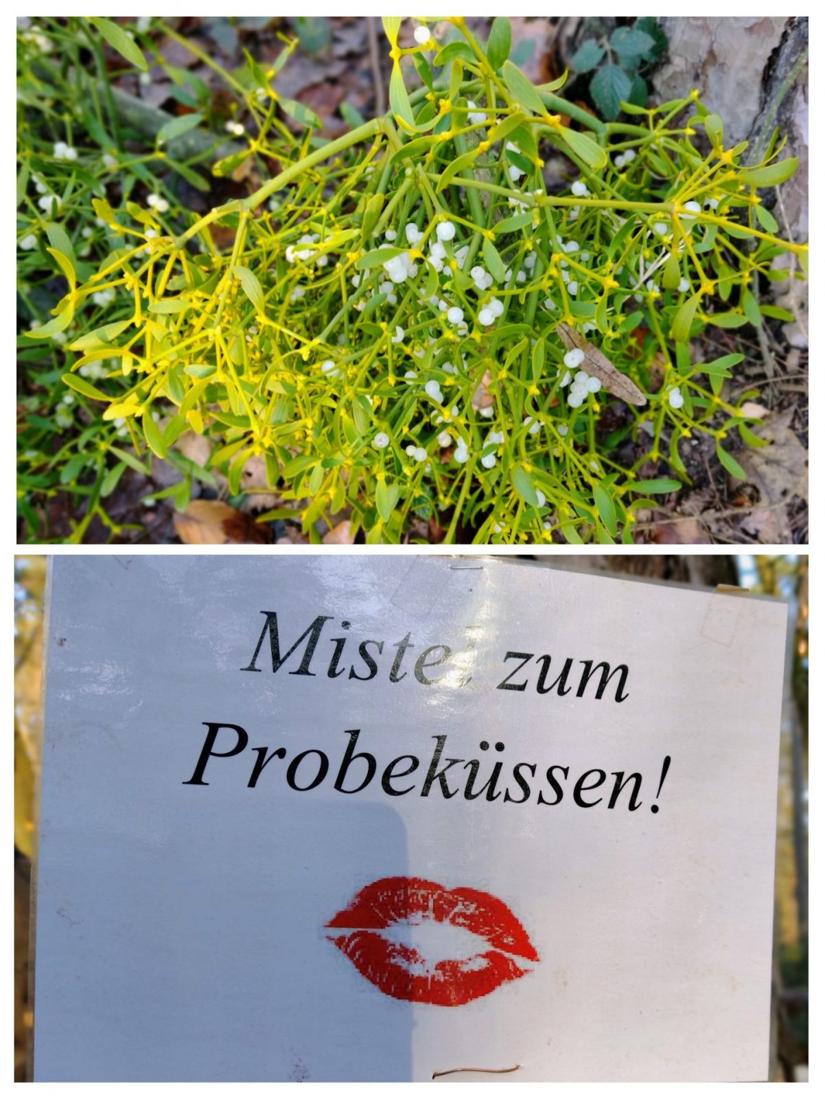 20231217_153149-COLLAGE