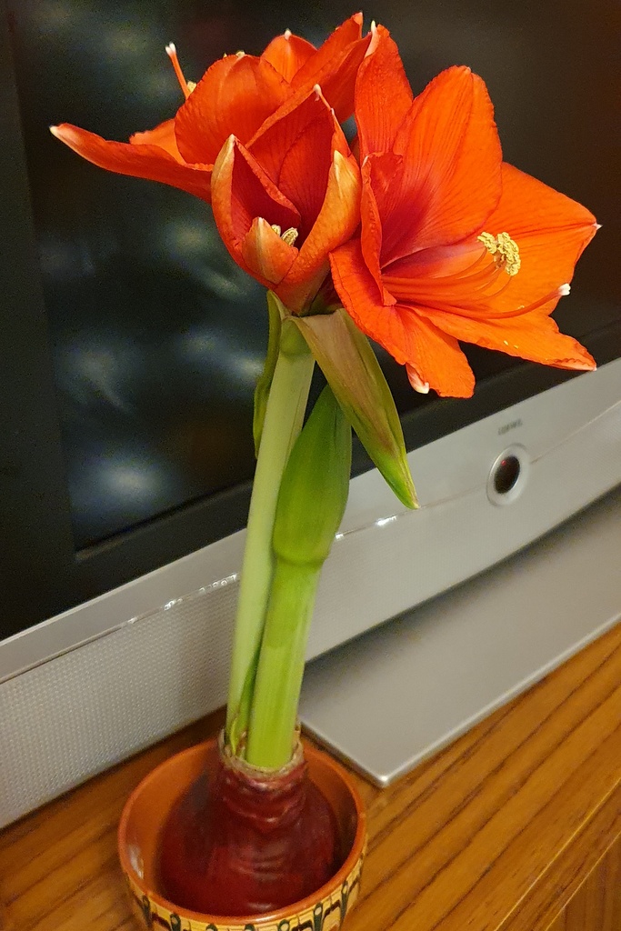 Amaryllis in Wachs.  Dezember 2023