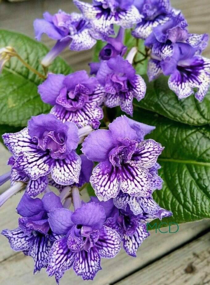 202327793_2934990813405383_6262732318038122991_n