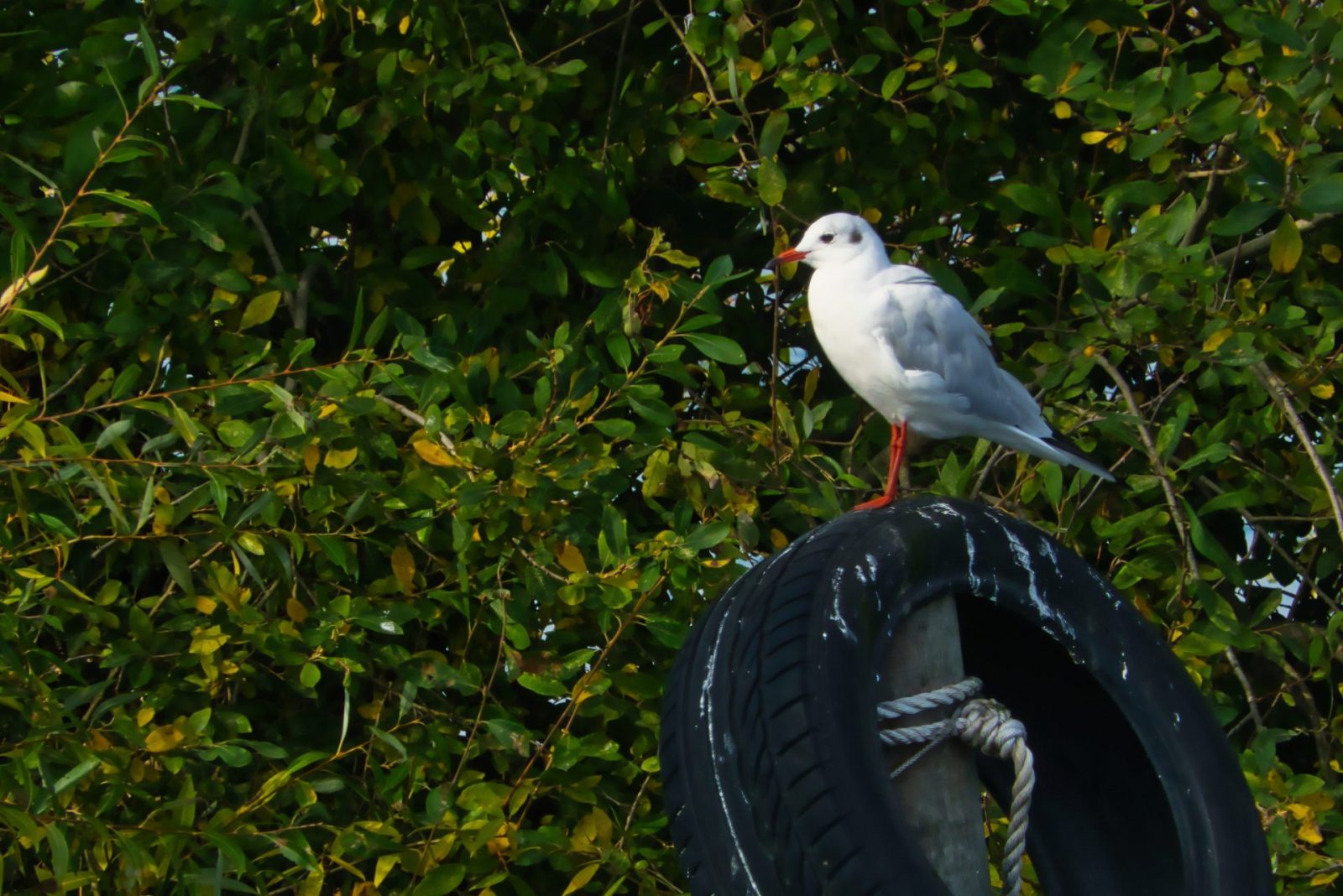 2023_Ausfluege_Steinhude_007C