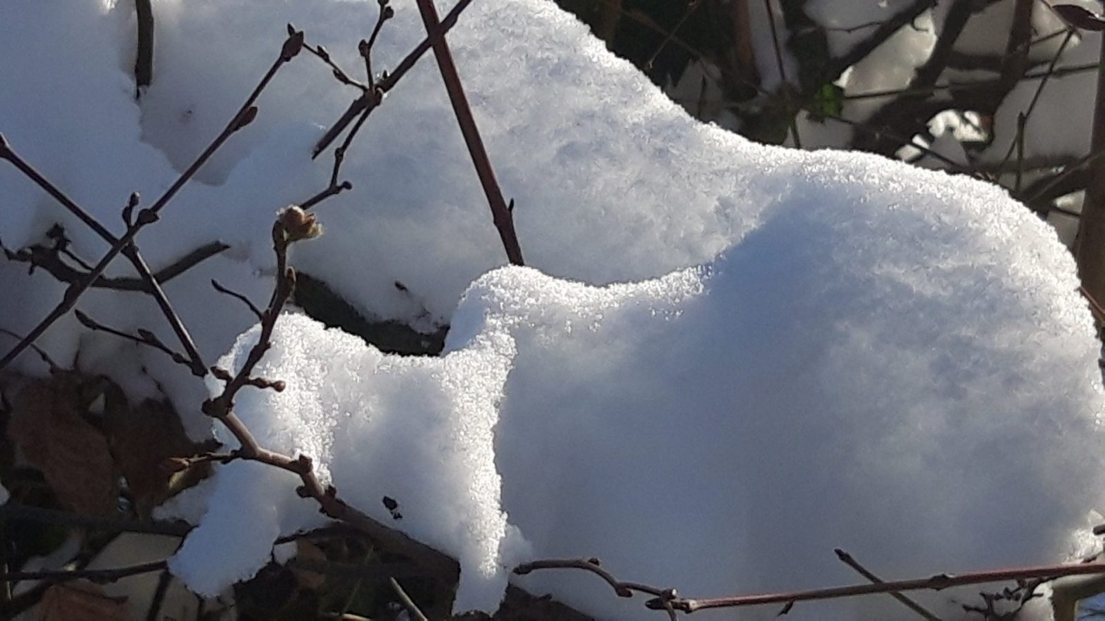 20240118 Garten (113)