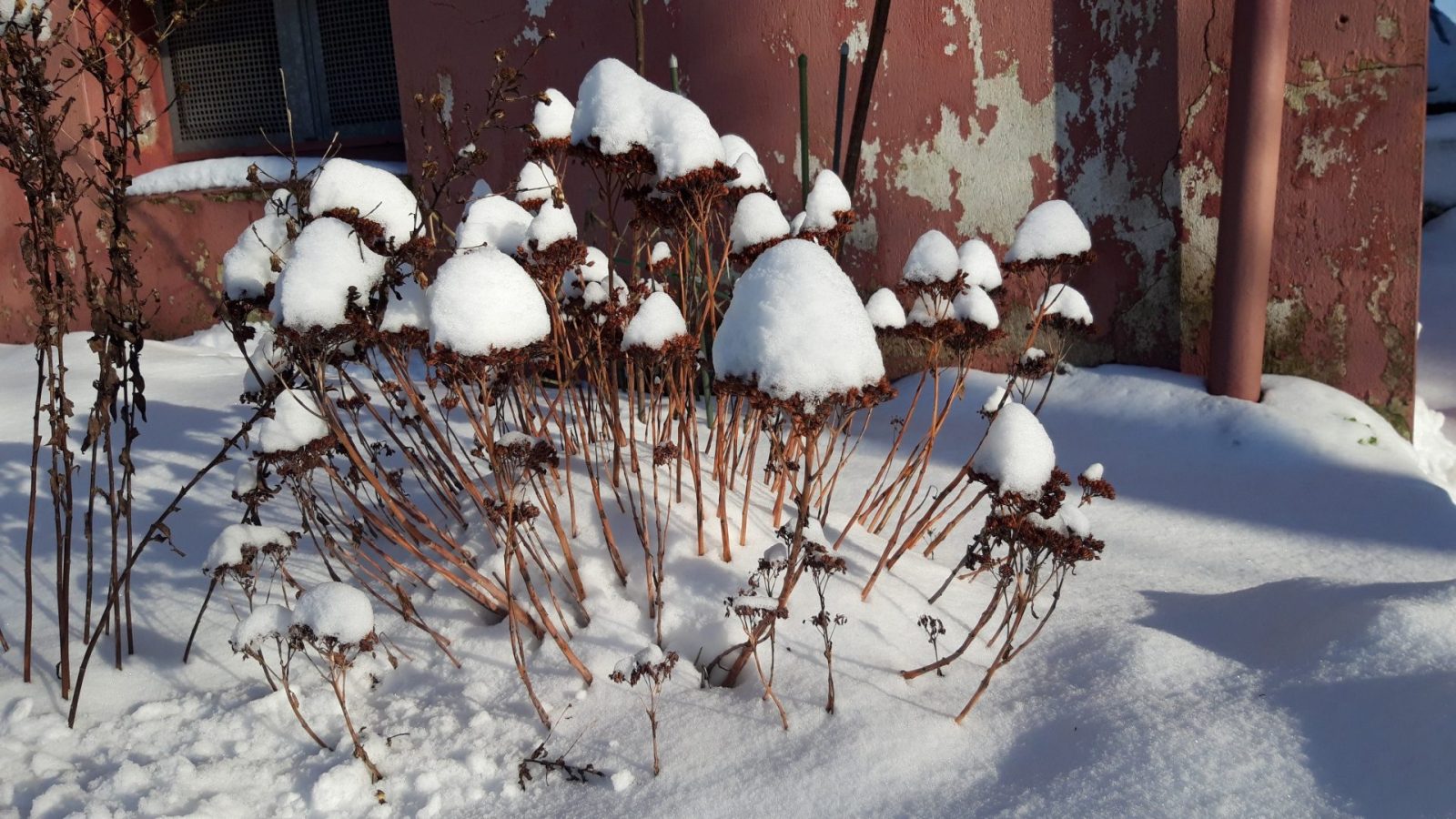 20240118 Garten (136)