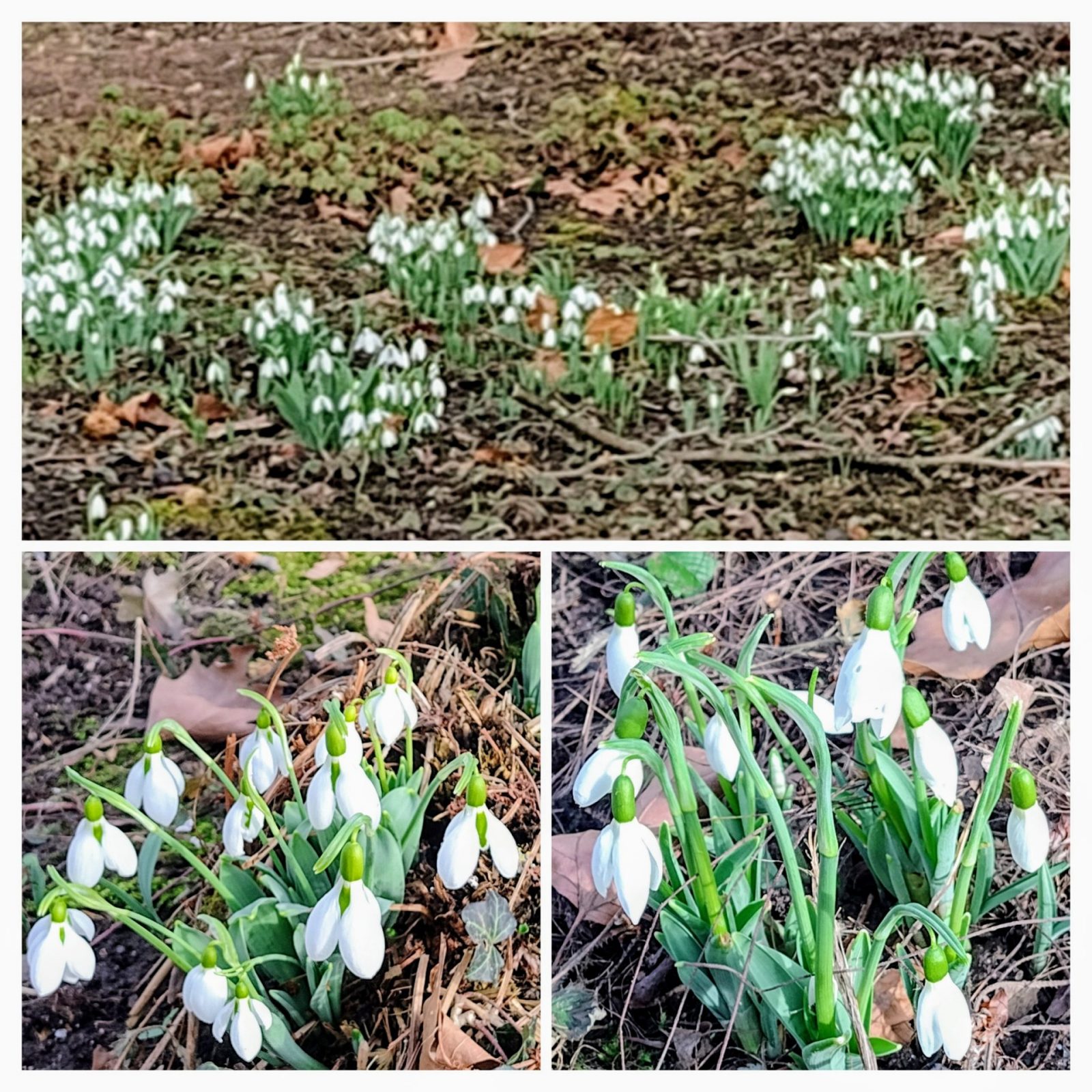 20240202_133106-COLLAGE