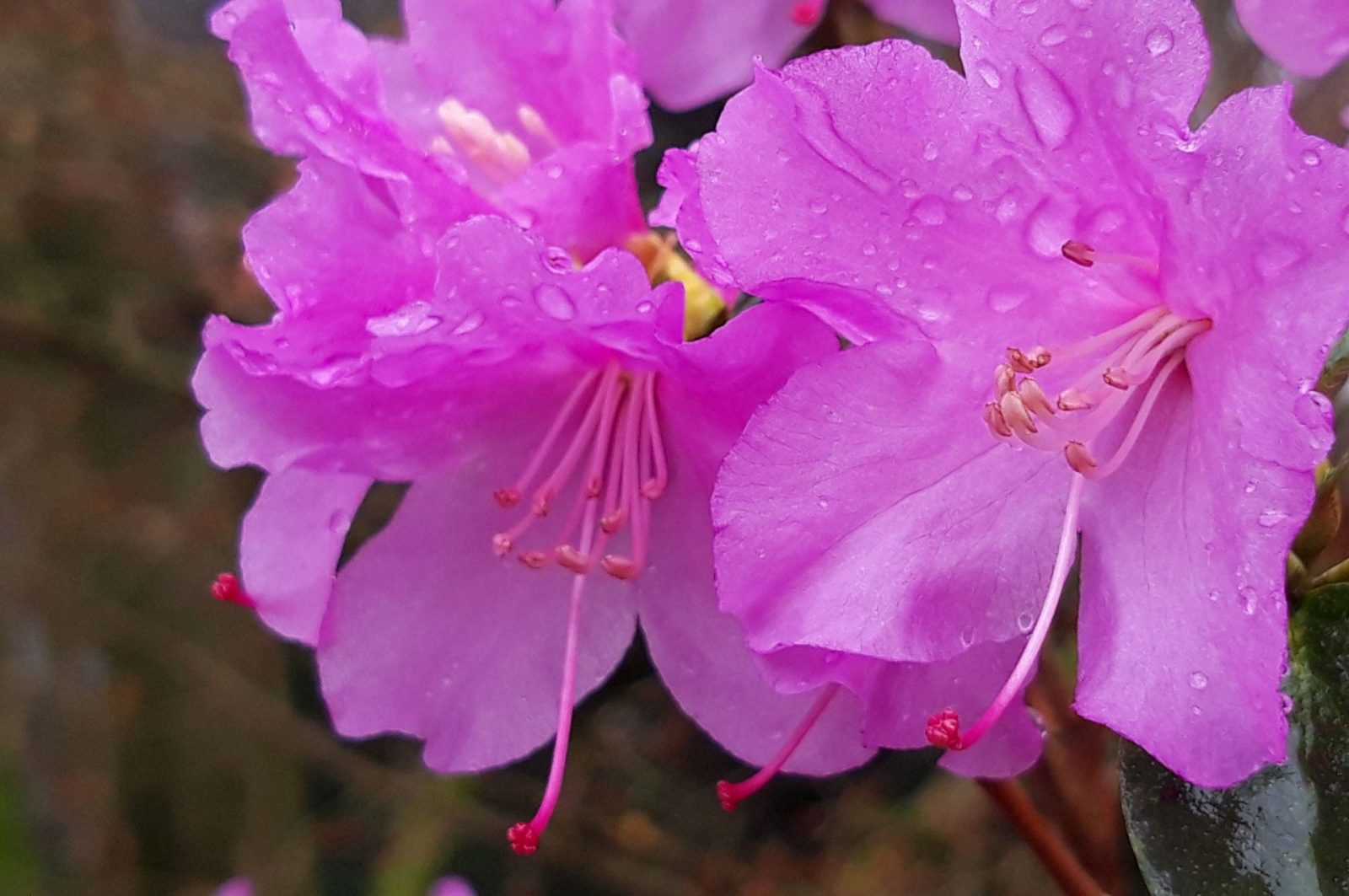 20240218 Bot. Garten (108)