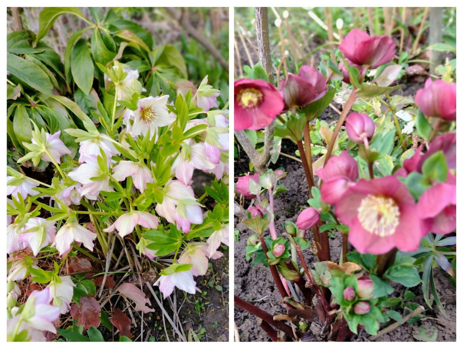 20240227_100624-COLLAGE