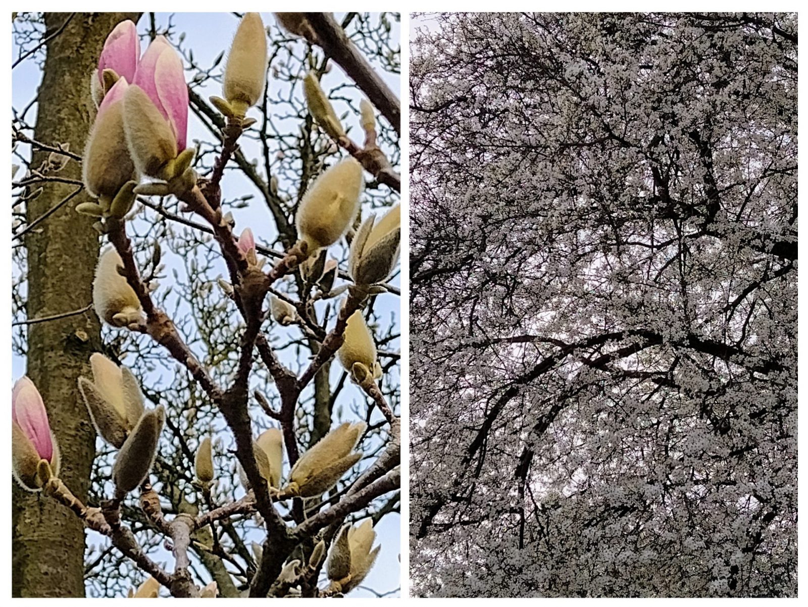 20240227_100651-COLLAGE