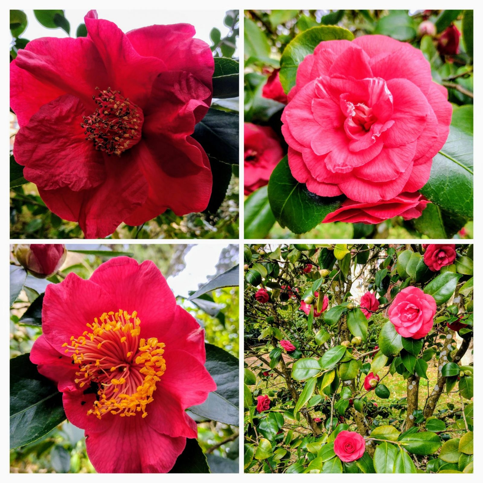 20240314_193623-COLLAGE