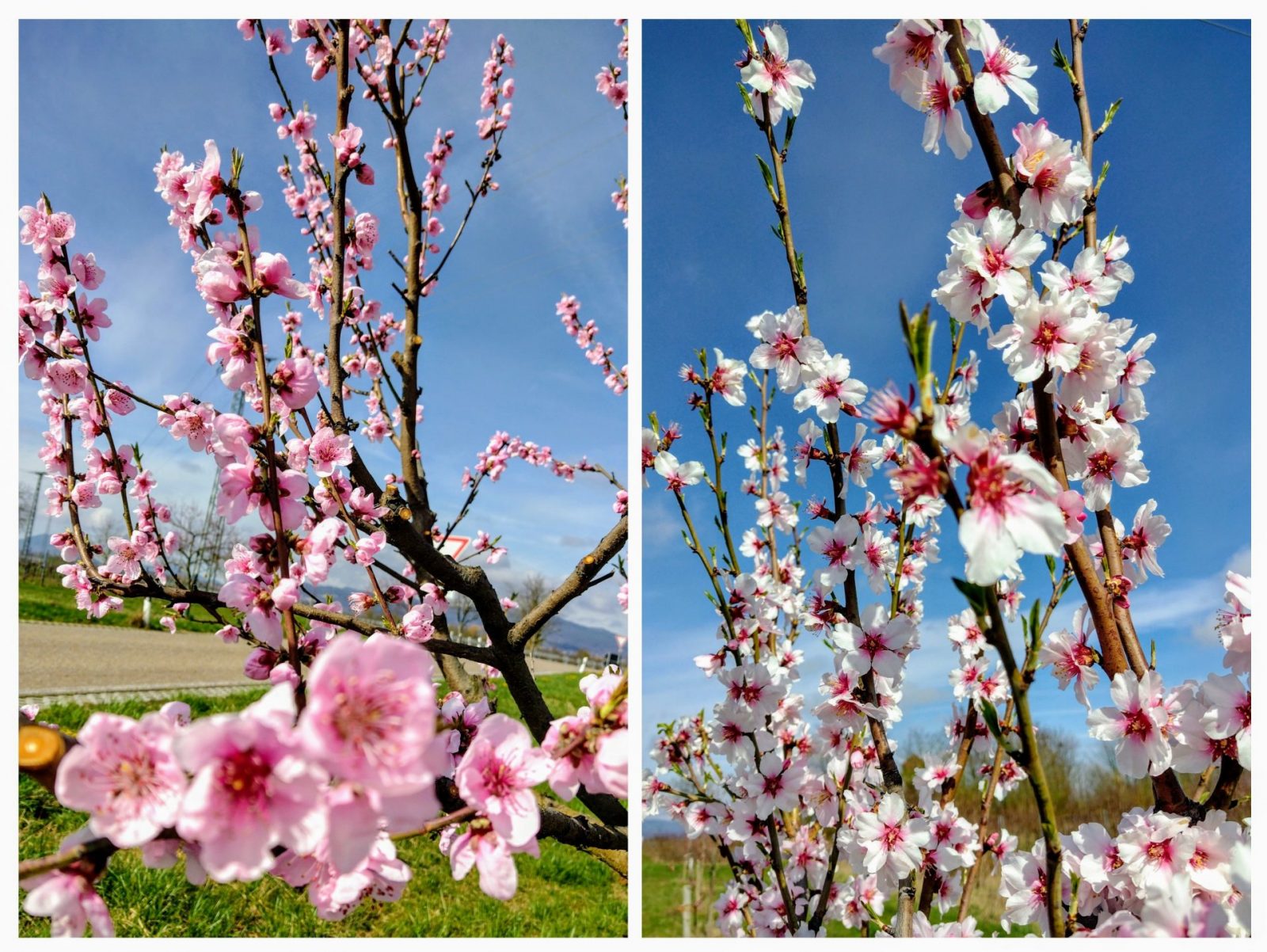 20240314_195035-COLLAGE