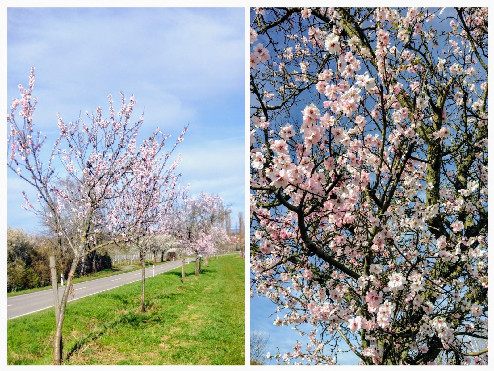 20240314_195145-COLLAGE