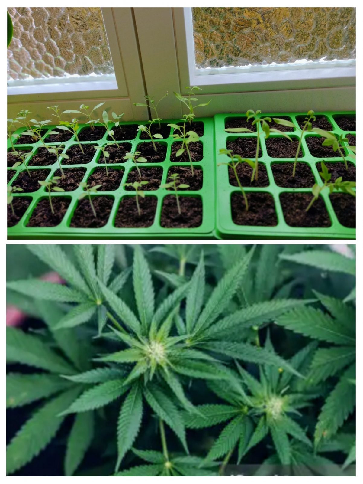 20240401_130330-COLLAGE