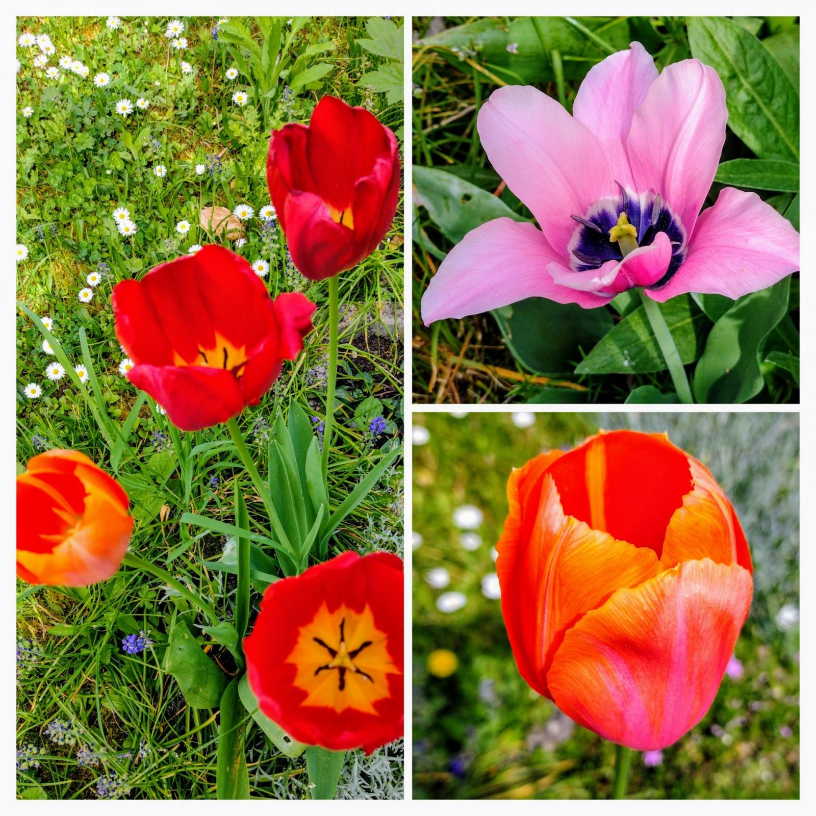 20240414_113831-COLLAGE