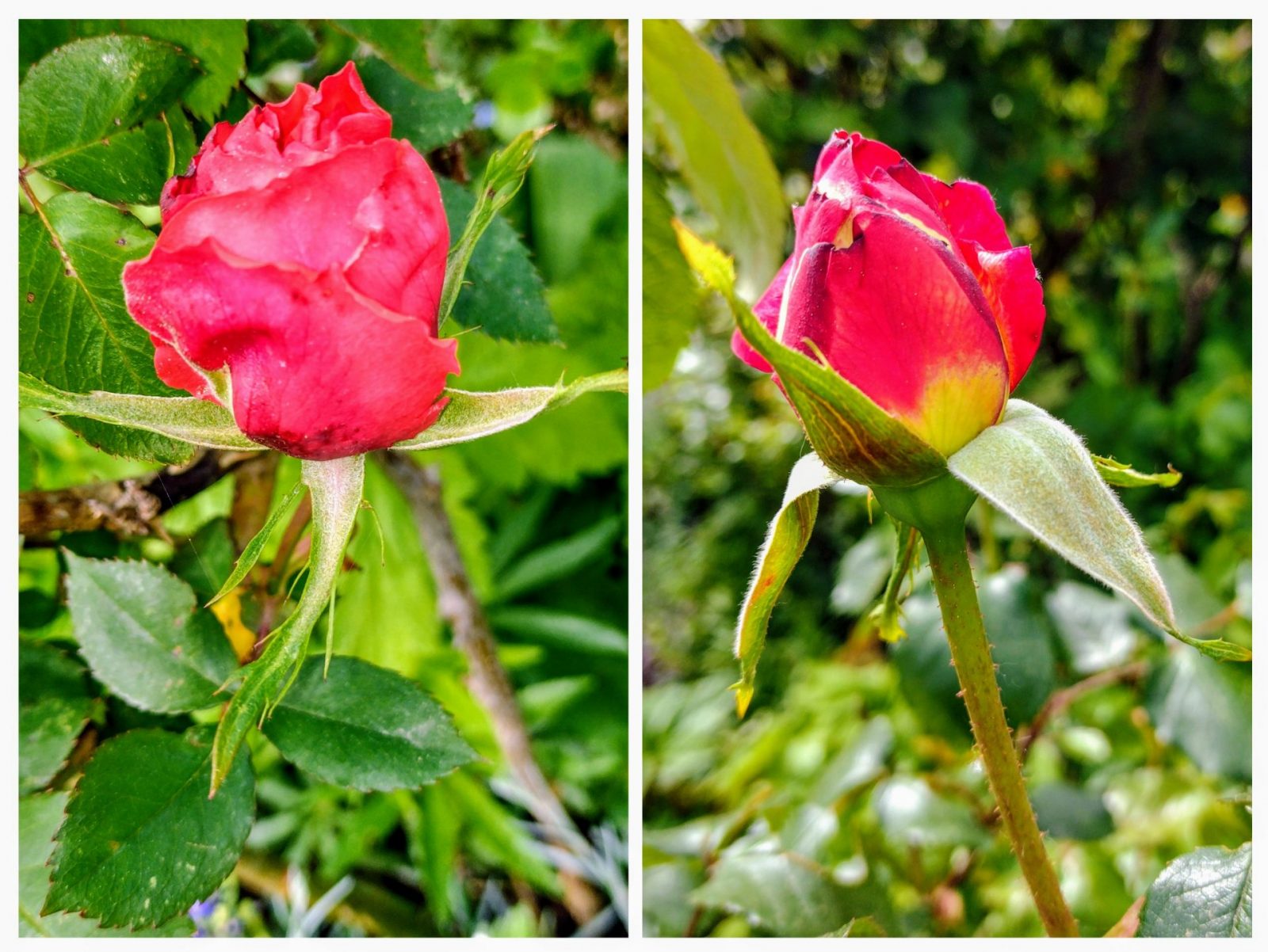 20240414_113904-COLLAGE