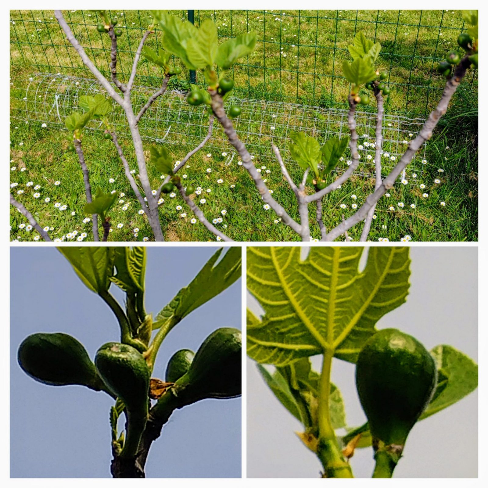 20240414_114458-COLLAGE