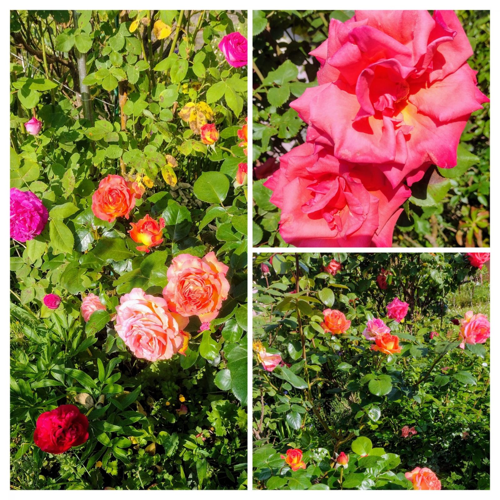 20240509_194236-COLLAGE