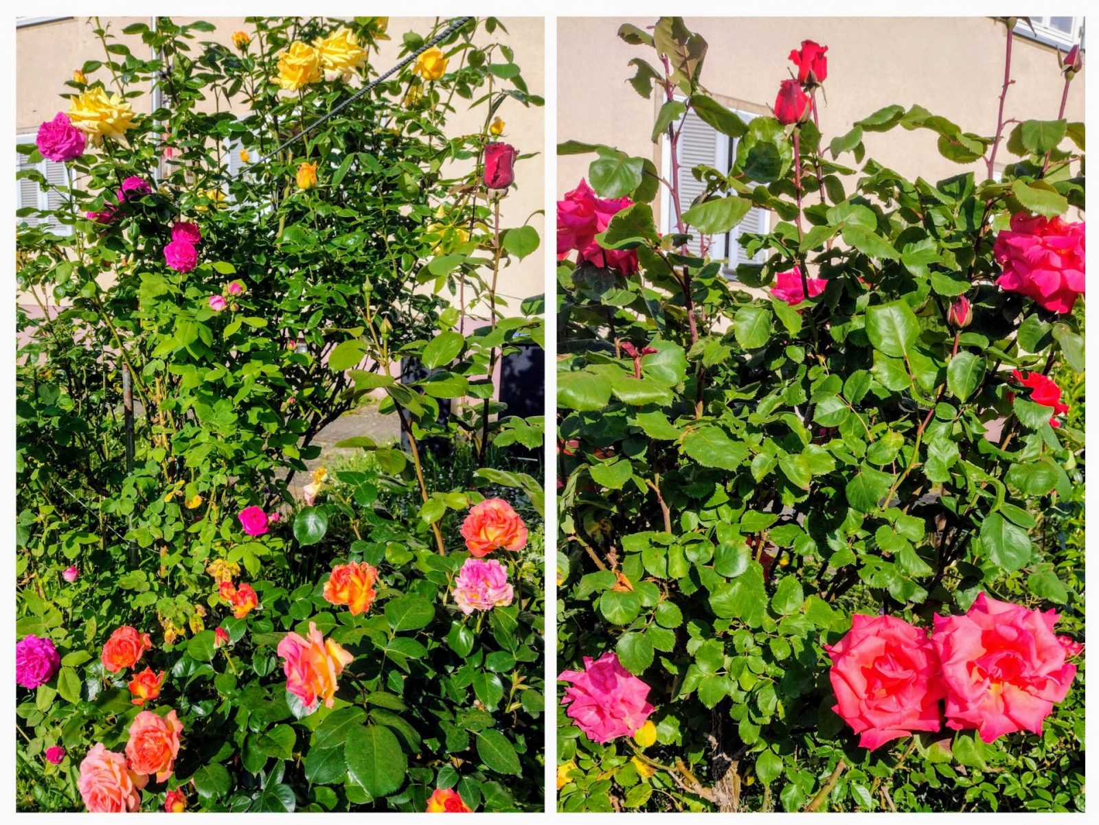 20240509_194542-COLLAGE