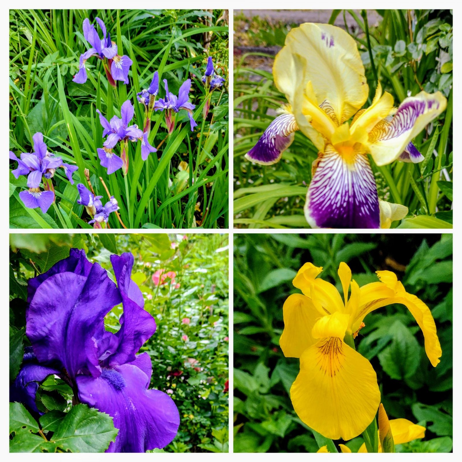 20240516_131115-COLLAGE