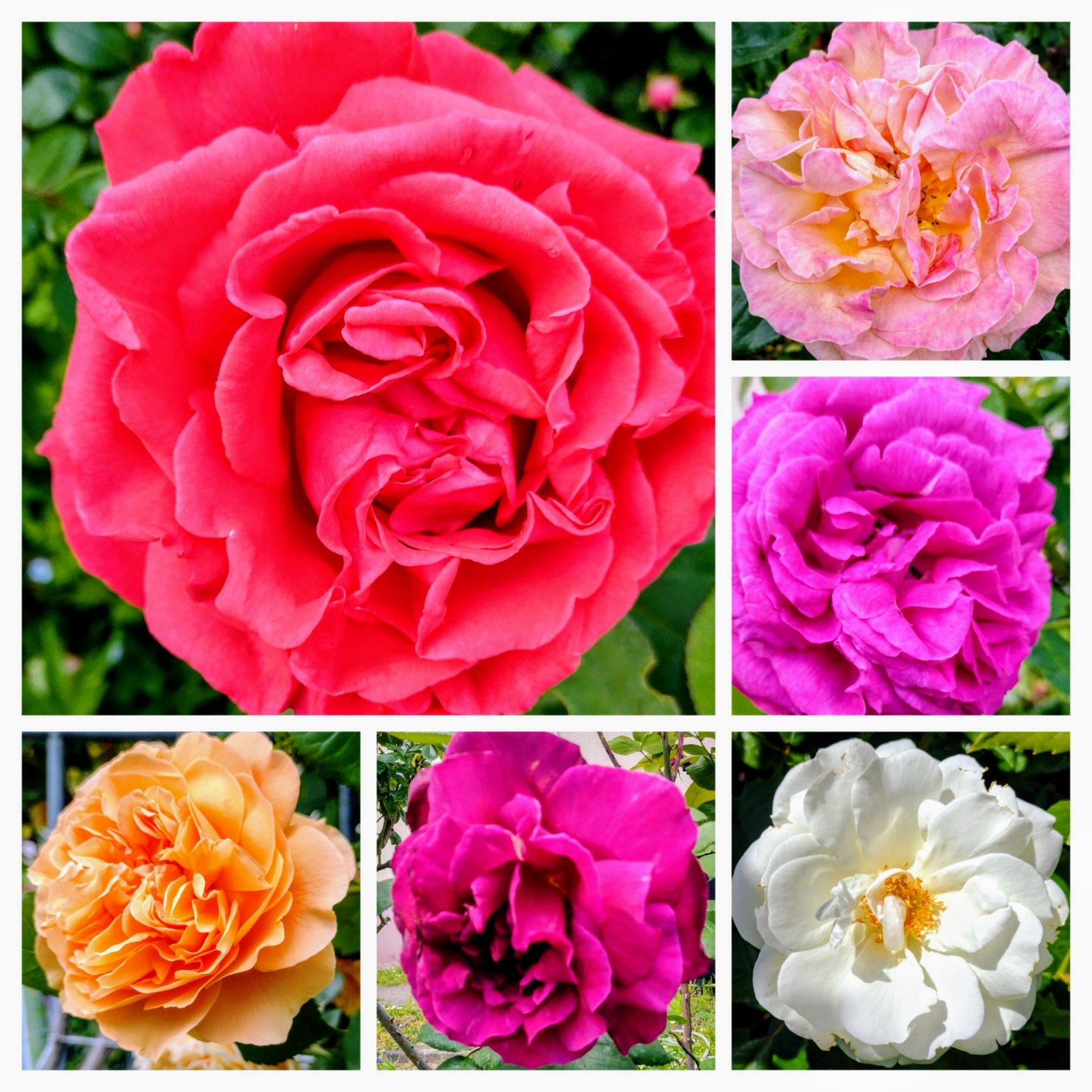 20240516_131445-COLLAGE