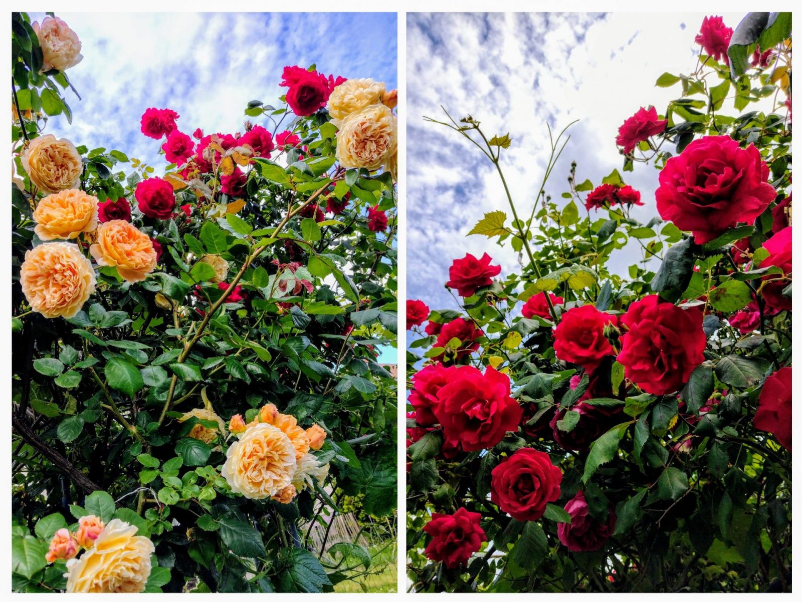 20240516_131623-COLLAGE