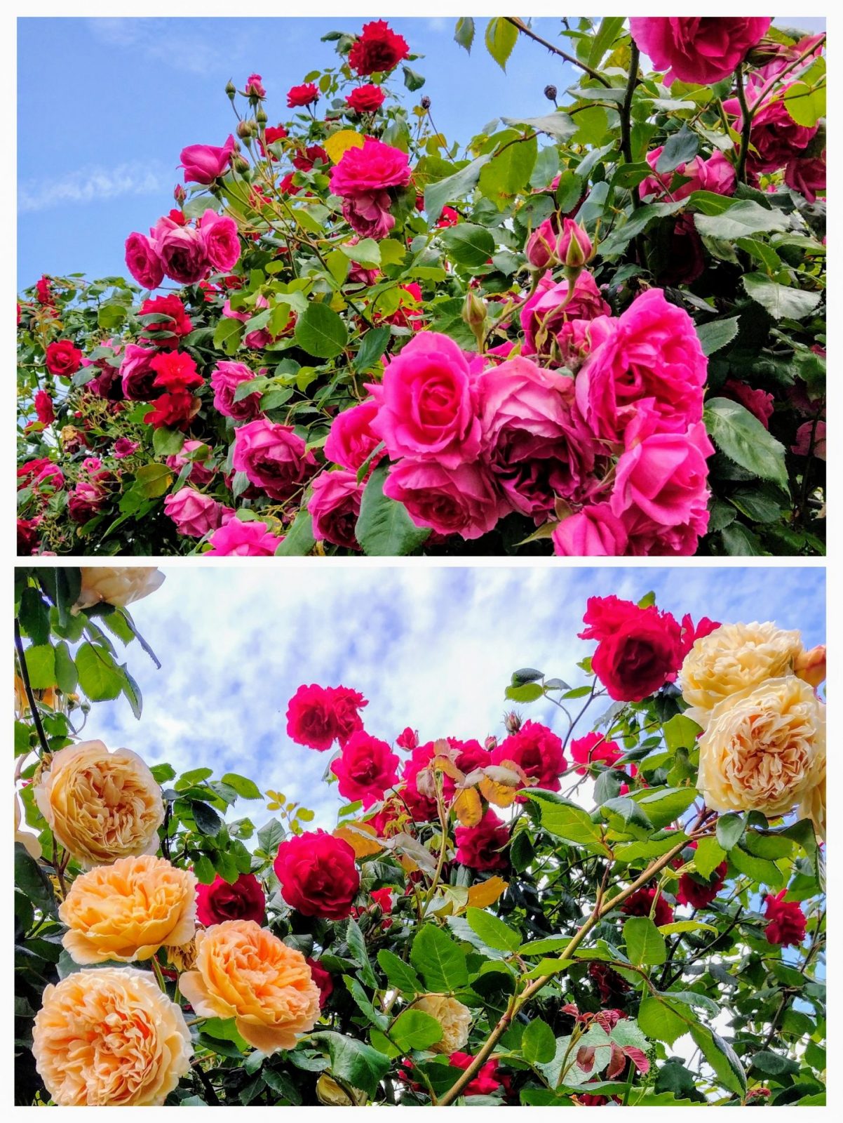 20240516_131913-COLLAGE