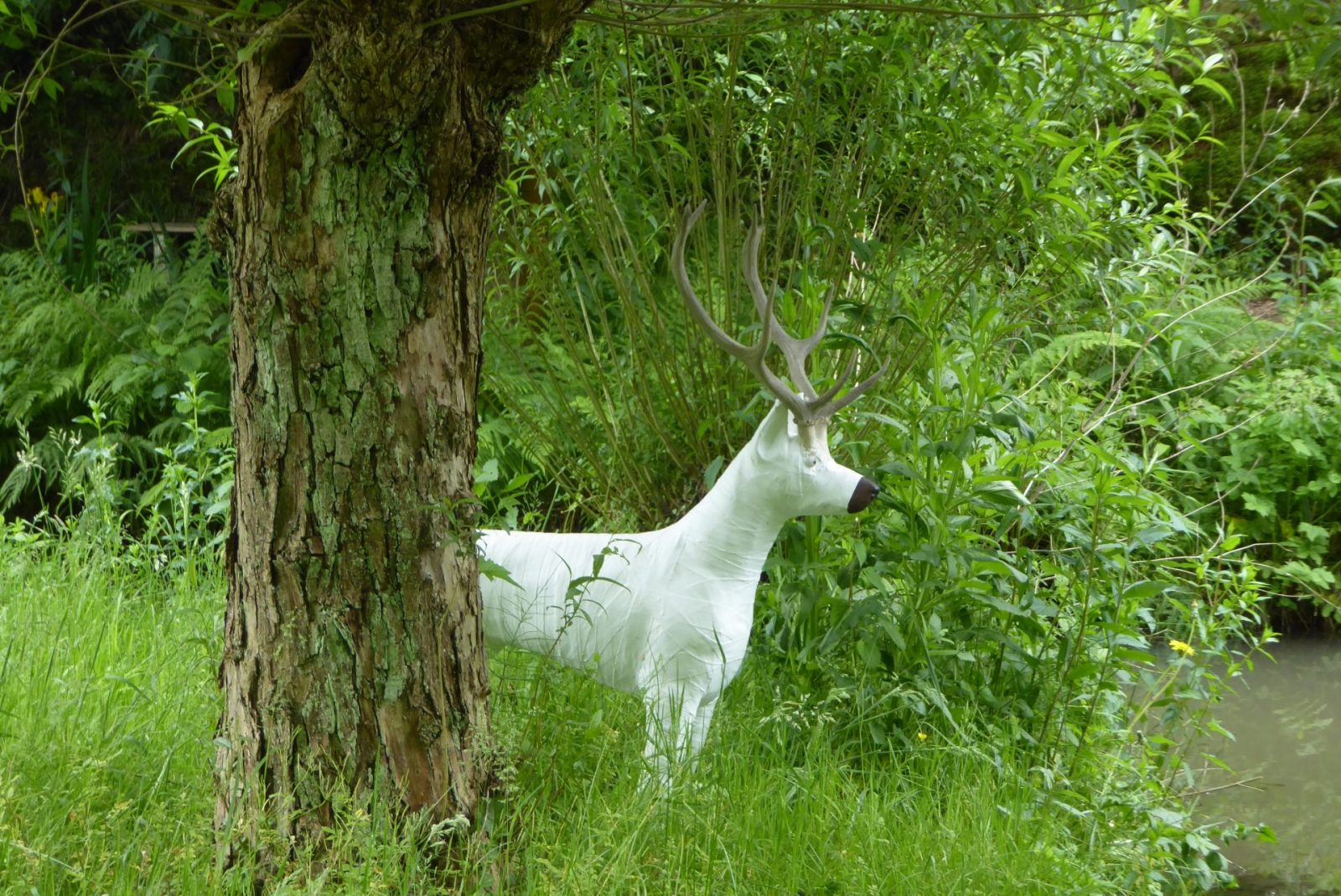 20240526 Sinneswald (523)