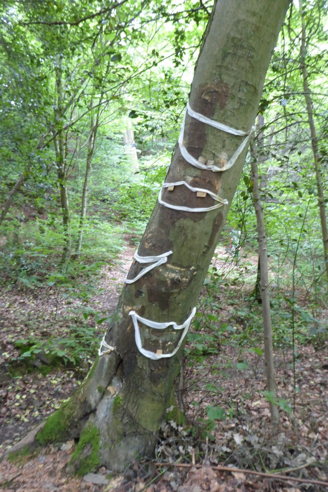 20240526 Sinneswald (545)