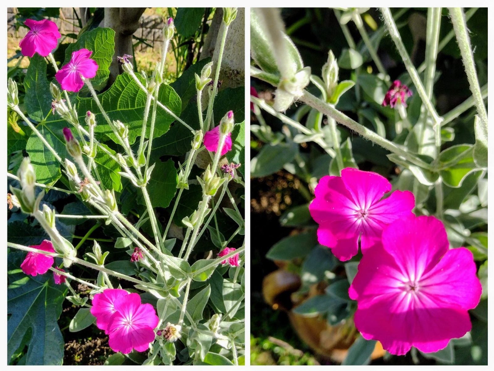 20240607_191042-COLLAGE