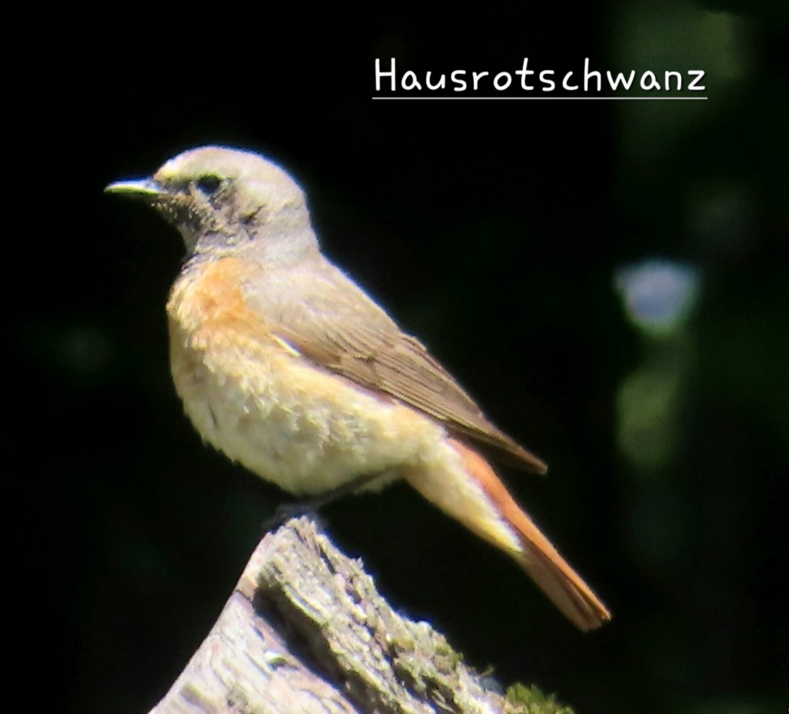 20240625121619_IMG_9256