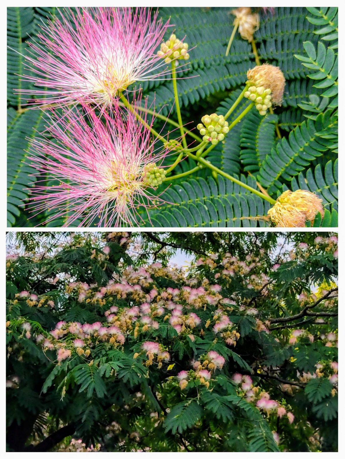 20240723_114122-COLLAGE