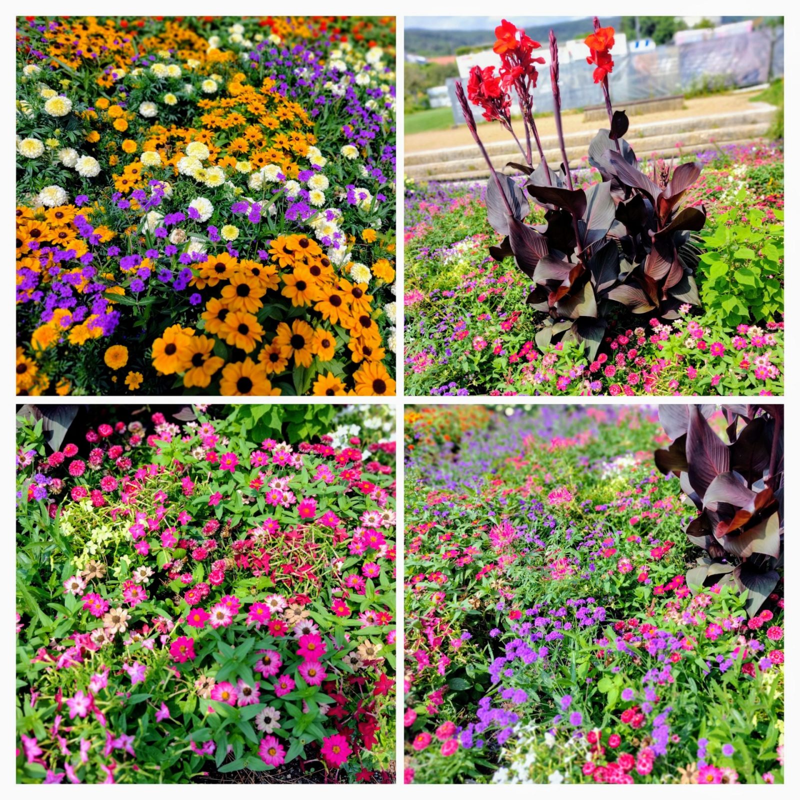 20240724_202051-COLLAGE