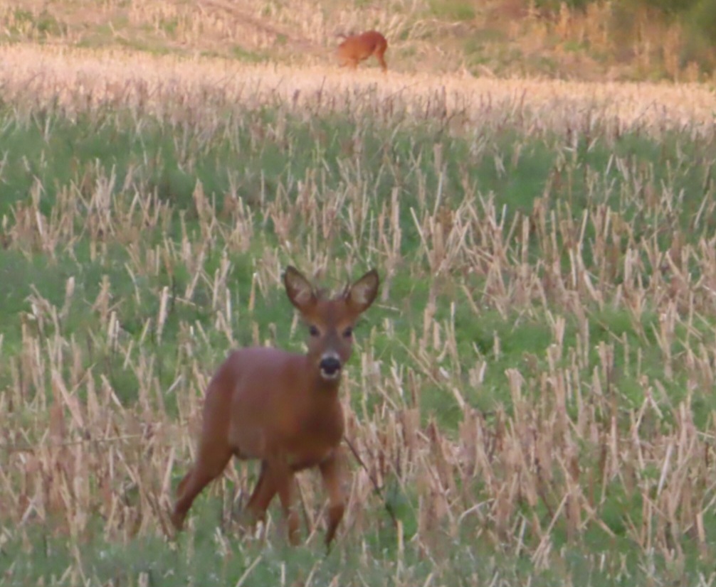 20240802195154_IMG_1423