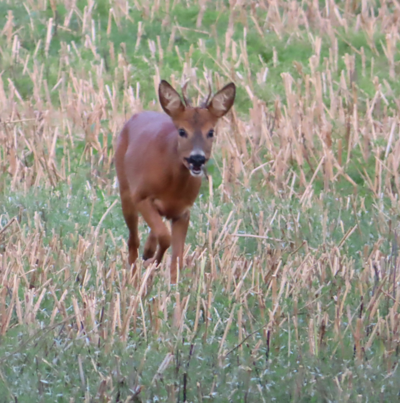 20240802195158_IMG_1427