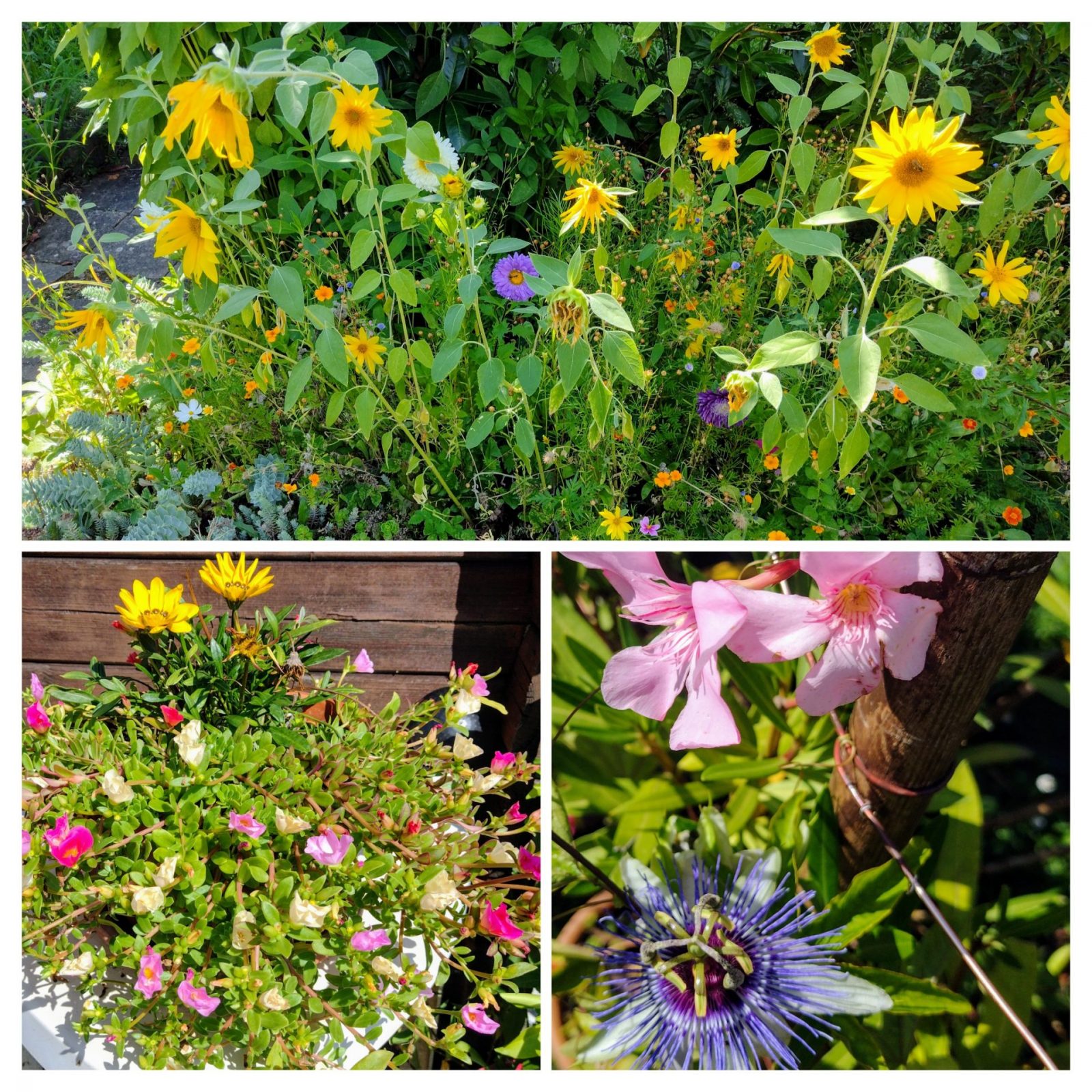 20240814_163913-COLLAGE