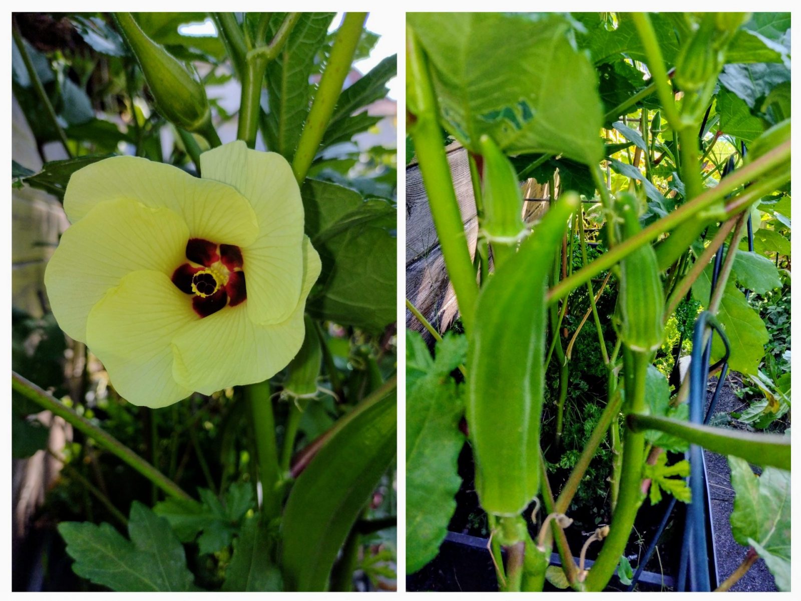 20240824_110831-COLLAGE