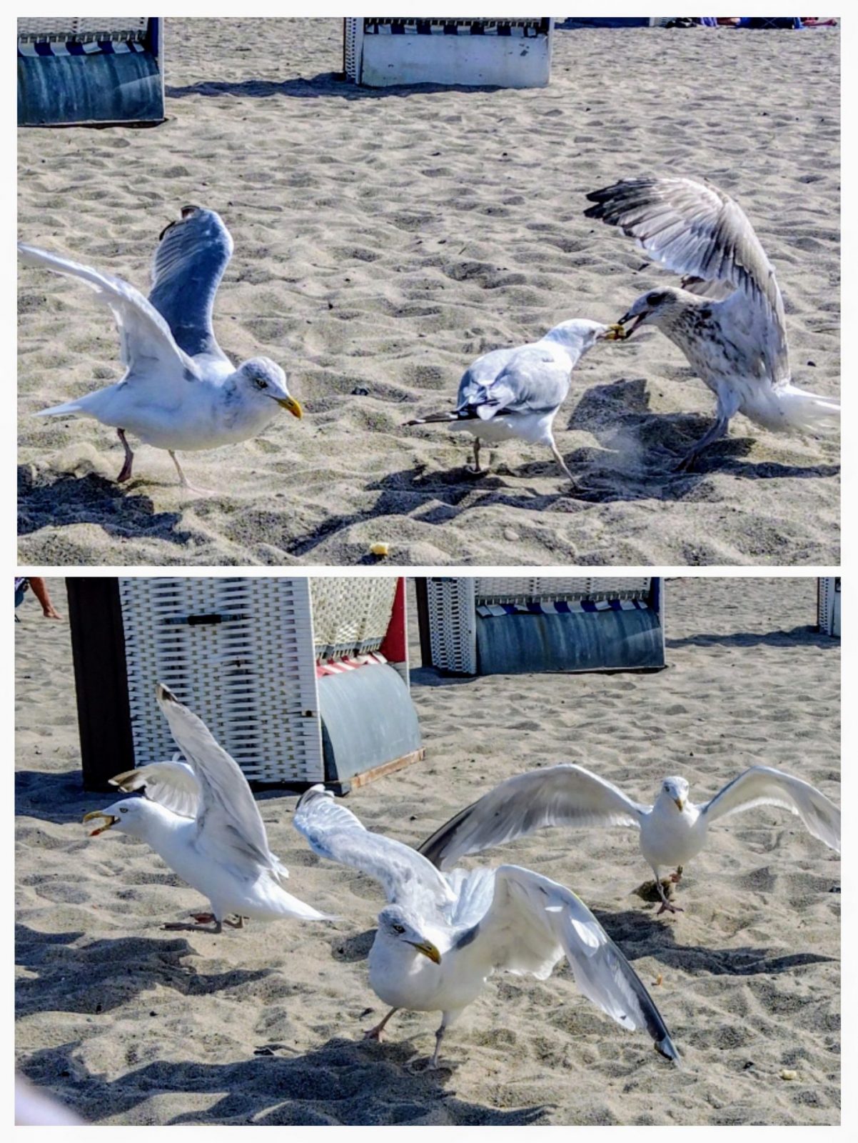 20240902_212954-COLLAGE