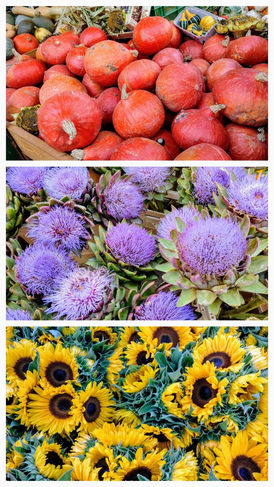 20240914_154257-COLLAGE