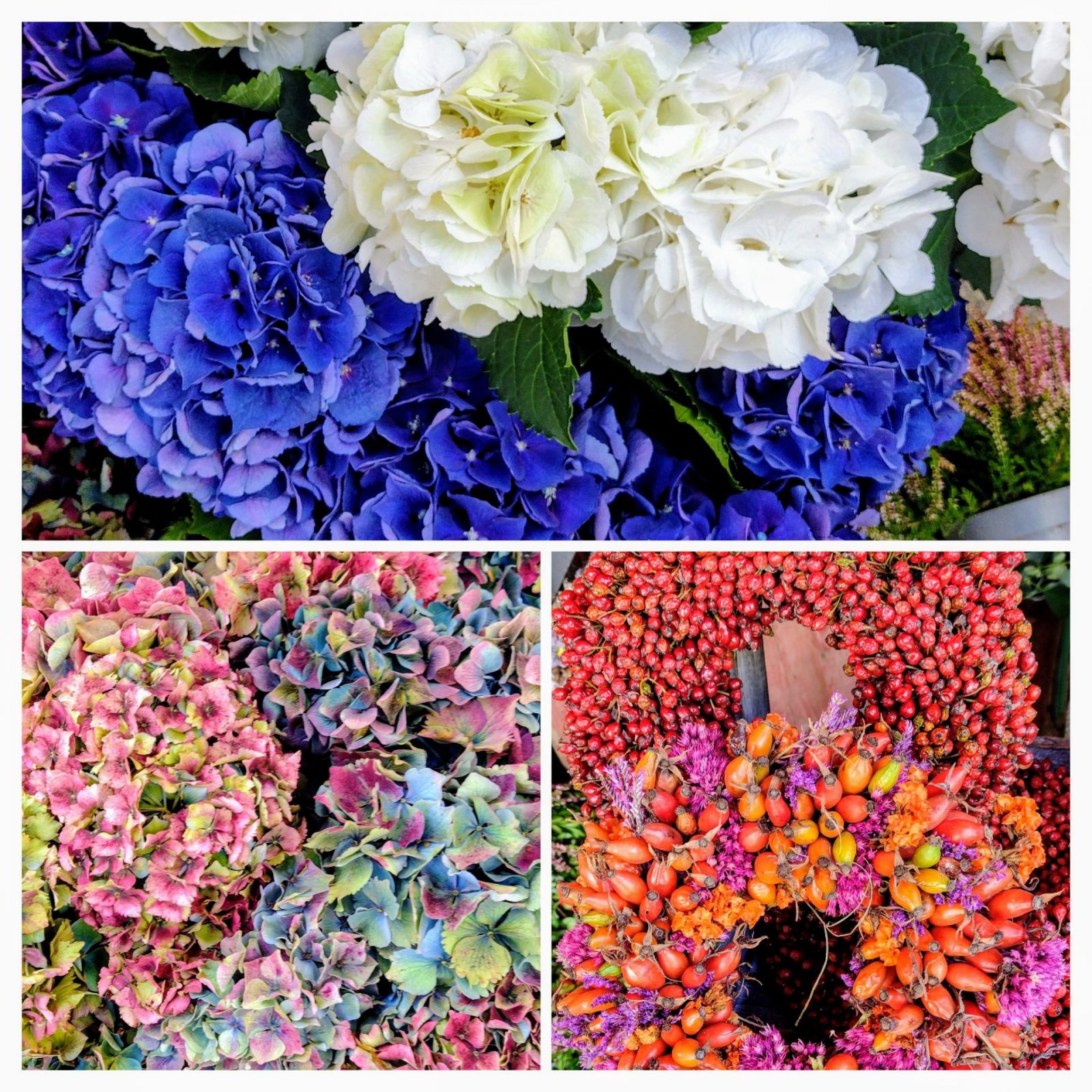 20240914_154443-COLLAGE