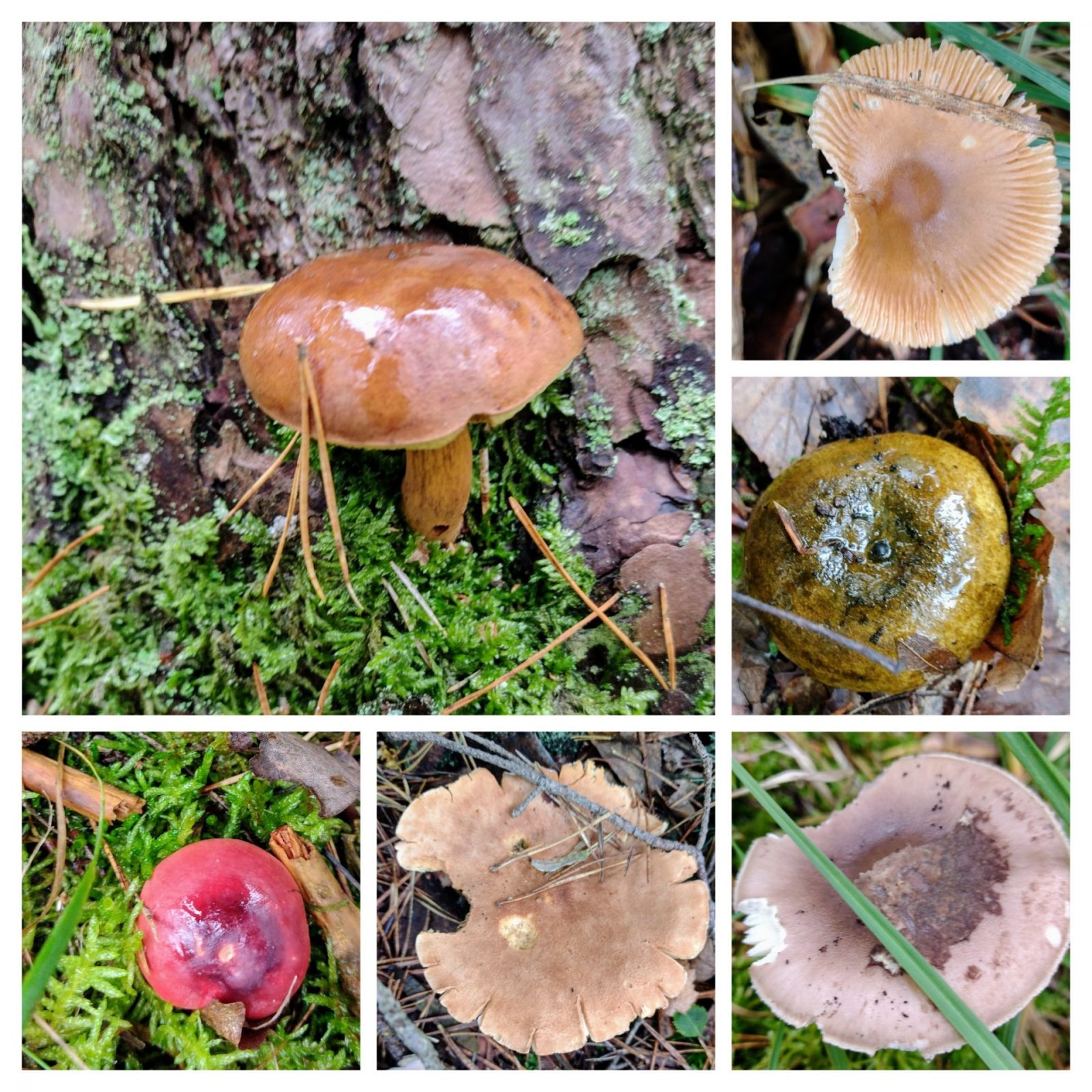 20241003_124604-COLLAGE