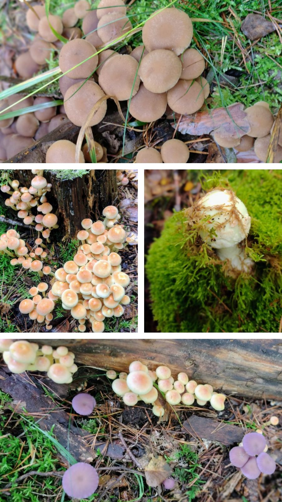 20241009_125719-COLLAGE