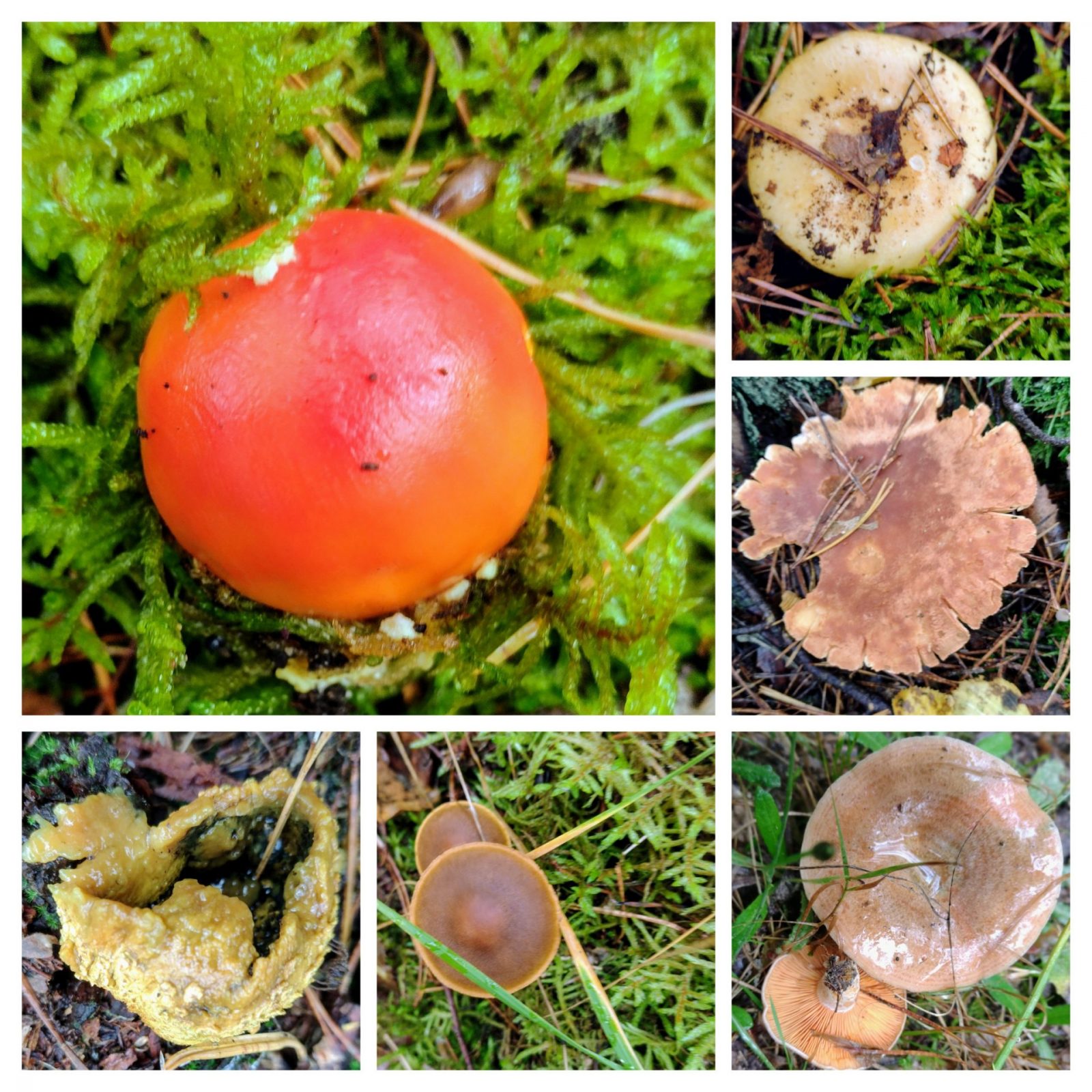 20241009_125815-COLLAGE