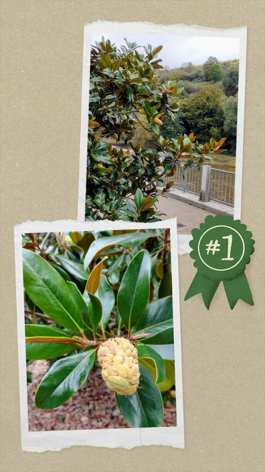 20241014_121831-COLLAGE