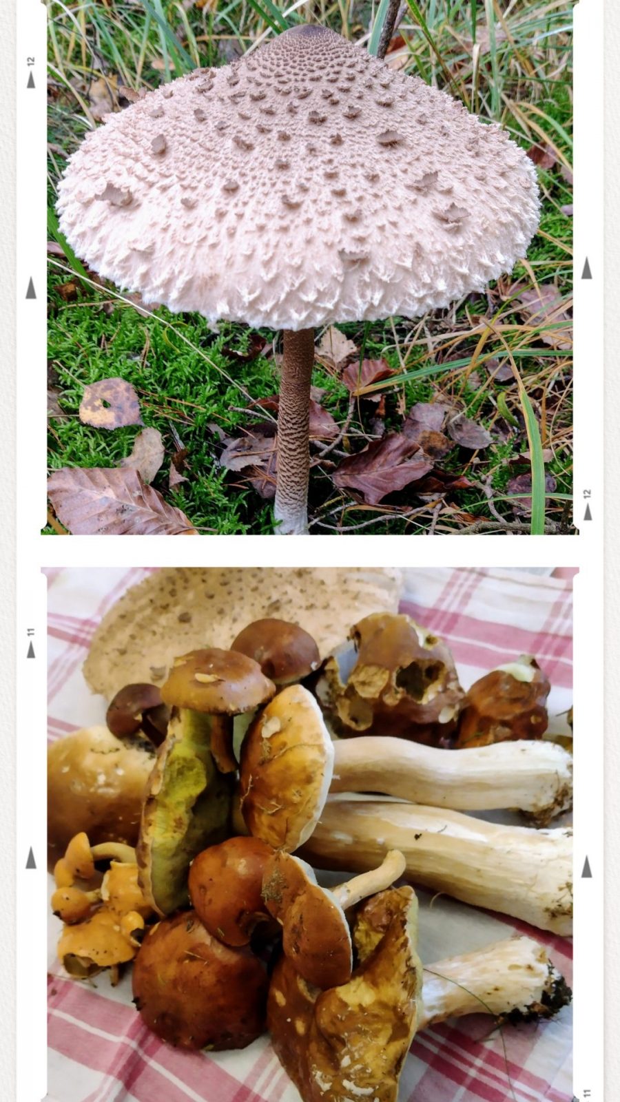 20241030_185939-COLLAGE