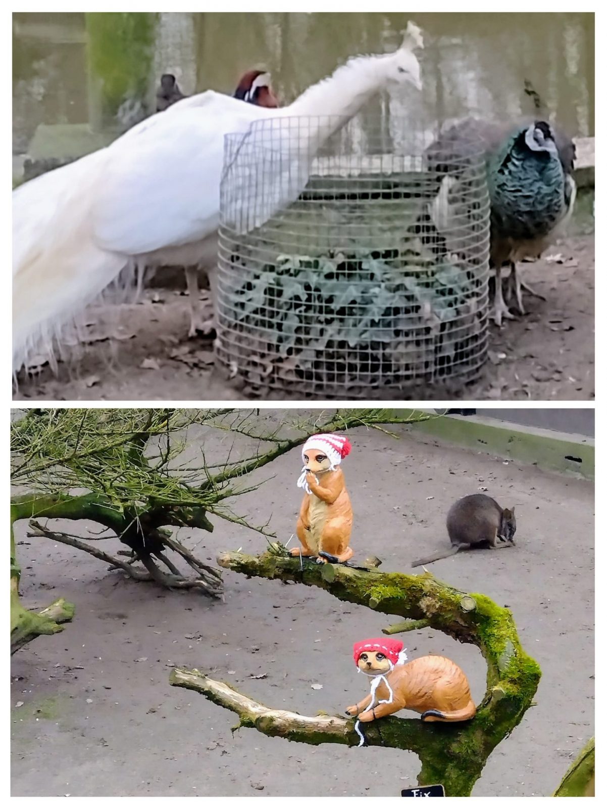 20241214_182010-COLLAGE